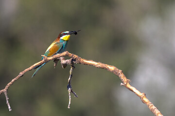 Bee-eater perched on a branch near their nests often with an insect in their beak