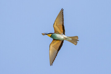 European Bee-eater in flight in a blue sky in pursuit of insects 
