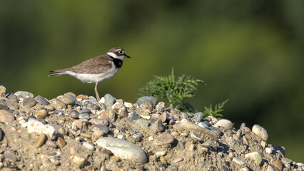 Little Ringed Plover (Charadrius dubius) on the bank of a lake in the South of France