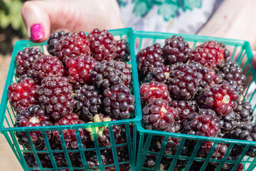 Boysenberry  picked in summer