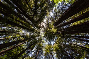 View on the redwood trees upward