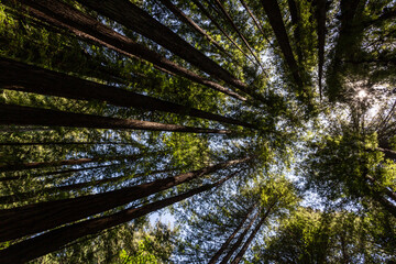 View on the redwood trees upward