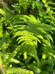 Fern leaf in the forest