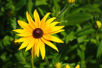 Yellow rudbeckia flower close-up view from above