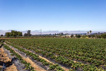 Fototapeta na wymiar Strawberry field in summer