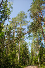 Dirt road in the forest with a fallen tree on a sunny summer day.