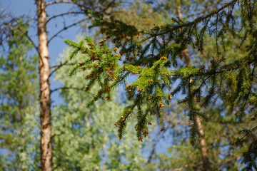 Fir branch with small cones in the forest on a sunny summer day. Beautiful holiday background