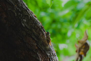 初夏の樹木にとまって鳴くアブラゼミ