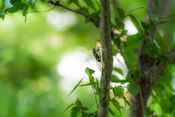 初夏の樹木にとまって鳴くミンミンゼミ
