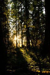 Fototapeta premium A sunbeam in the forest illuminates northern nature. Vertical photo of sunset rays