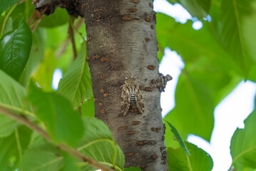 初夏の樹木にとまって鳴くニイニイゼミ