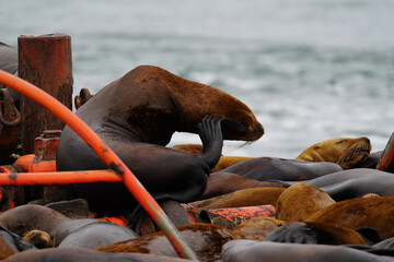 Steller Sea Lions resting on a Buoy near Vancouver