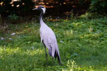 The demoiselle crane (Grus virgo) is a species of crane found in central Eurosiberia, ranging from the Black Sea to Mongolia and North Eastern China.