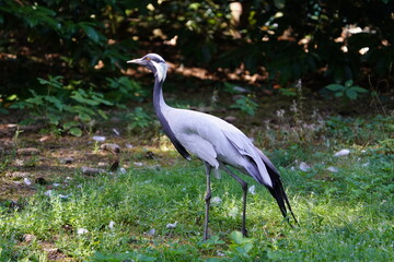 The demoiselle crane (Grus virgo) is a species of crane found in central Eurosiberia, ranging from the Black Sea to Mongolia and North Eastern China.