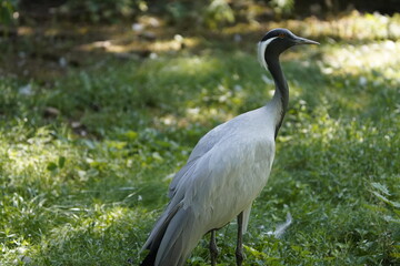 Fototapeta premium The demoiselle crane (Grus virgo) is a species of crane found in central Eurosiberia, ranging from the Black Sea to Mongolia and North Eastern China.