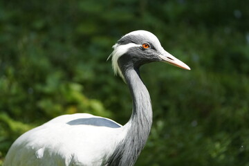 The demoiselle crane (Grus virgo) is a species of crane found in central Eurosiberia, ranging from the Black Sea to Mongolia and North Eastern China.