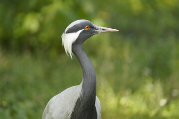Fototapeta premium The demoiselle crane (Grus virgo) is a species of crane found in central Eurosiberia, ranging from the Black Sea to Mongolia and North Eastern China.