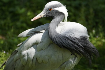 The demoiselle crane (Grus virgo) is a species of crane found in central Eurosiberia, ranging from the Black Sea to Mongolia and North Eastern China.