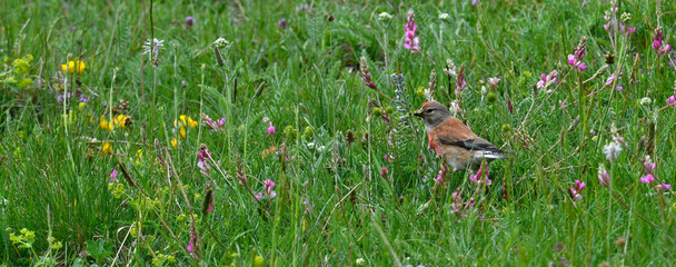 Common linnet (Linaria cannabina) in a meadow of flowers // Bluthänfling in einer Blumenwiese 