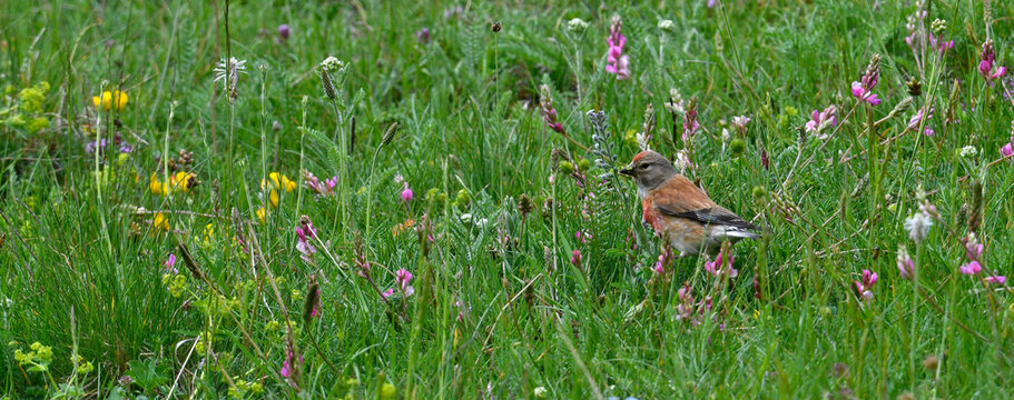 Common linnet (Linaria cannabina) in a meadow of flowers // Bluthänfling in einer Blumenwiese 