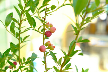 ピンクのブルーベリー、ピンクレモネード