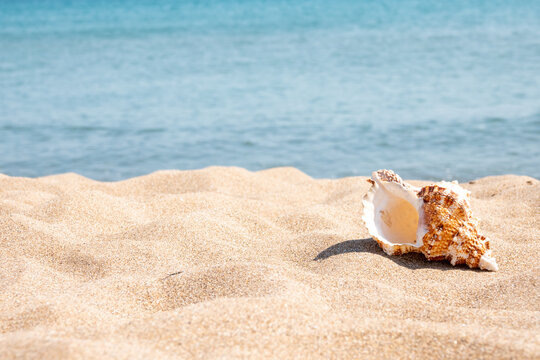 A seashell on the beach. A seashell and a sandy beach on a blurred background of the sea. Conch shell on beach with waves.