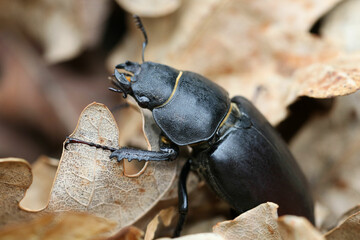 Lucanus cervus is one of the best-known species of stag beetle in Western Europe