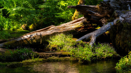 Fototapeta na wymiar Rivers streams and wildflowers along the Blue Pool Trail in Oregon