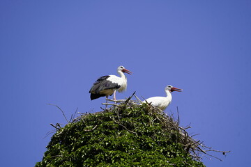 The White Stork (Ciconia ciconia) is a large wading bird in the stork family Ciconiidae.