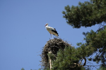 The White Stork (Ciconia ciconia) is a large wading bird in the stork family Ciconiidae.