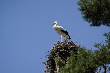 The White Stork (Ciconia ciconia) is a large wading bird in the stork family Ciconiidae.