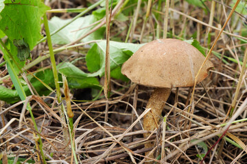 Edible white mushroom boletus grown in the forest.