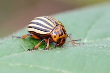 The Colorado potato beetle is a major pest of potato crops