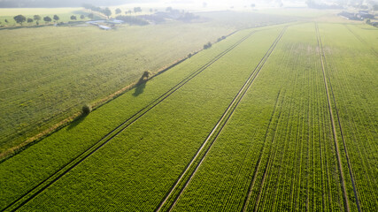 Aerial drone view high up to the sun rising and shining over beds of green ripening potatoes...