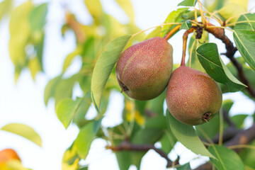 pears ripen on a tree, a pear bears fruit on a branch close-up