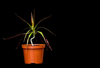 Fototapeta premium houseplant dracaena in a pot on a black background
