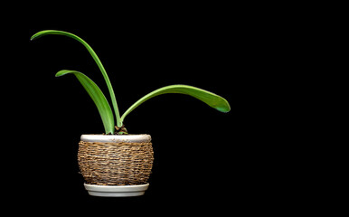 houseplant hemanthus in a pot on a black background.