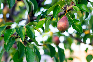pears ripen on a tree, a pear bears fruit on a branch close-up