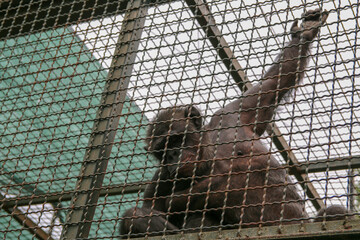 A captive monkey in the shackles of a zoo