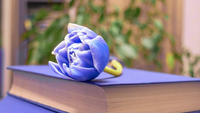 A blue tulip blooms on the book. Time lapse bouquet of spring flowers tulips, opening, close-up. Festive bouquet. 4K video