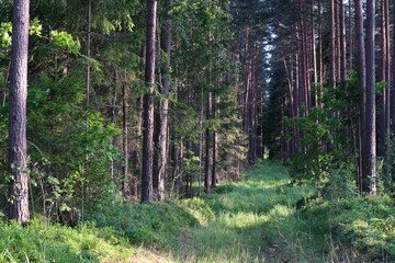 not used pathway in pine forest in Latvia. Summertime in woods, pine trunks, green grass