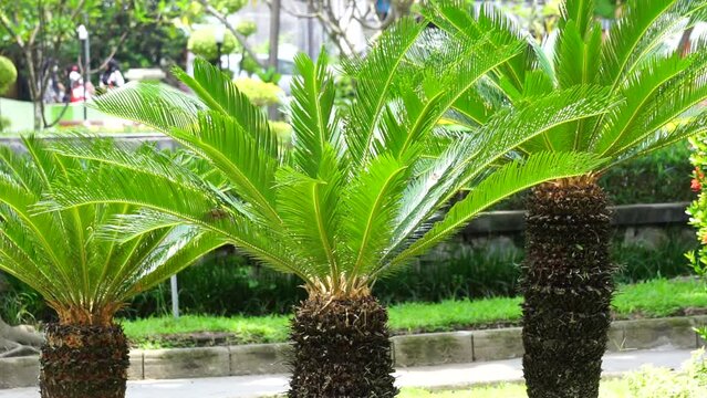 Cycas Revoluta (pakis haji, Cycas revoluta, Sotetsu, sago palm, king sago, sago cycad, Japanese sago palm) in the garden. This is also called kungi (comb) palm in Urdu speaking areas