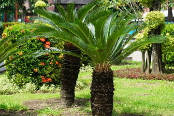 Cycas Revoluta (pakis haji, Cycas revoluta, Sotetsu, sago palm, king sago, sago cycad, Japanese sago palm) in the garden. This is also called kungi (comb) palm in Urdu speaking areas - obrazy, fototapety, plakaty