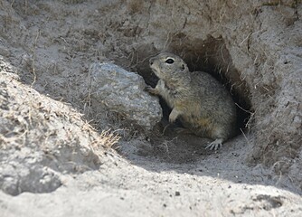 ground squirrel stands near a hole in the tract Dzhily-su Kabardino-Balkaria Russia. copy space