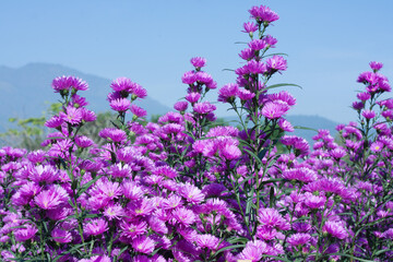 Bush of bright pink Aster Amellus on sunny blue sky and mountain background.