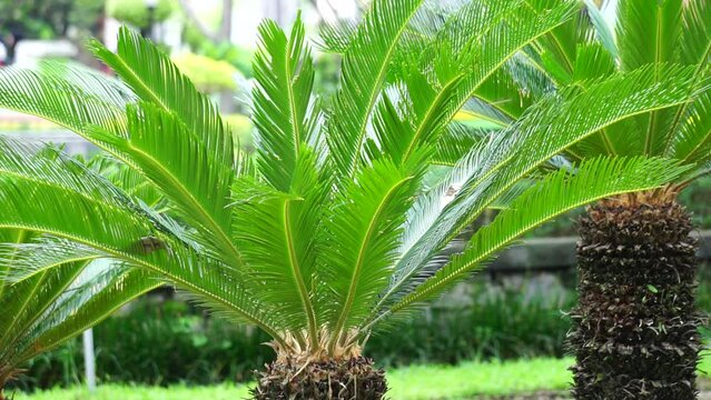 Cycas Revoluta (pakis haji, Cycas revoluta, Sotetsu, sago palm, king sago, sago cycad, Japanese sago palm) in the garden. This is also called kungi (comb) palm in Urdu speaking areas