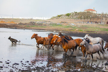 Yilki horses are running on the river. Yilki horses in Hormetci villiage in Kayseri Turkey .They...