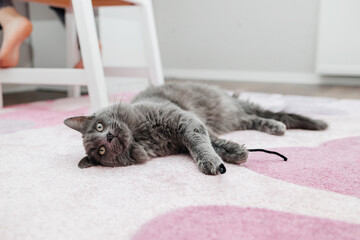 A beautiful gray cat lies on a pink carpet in a children's room and looks at the camera. Animal...