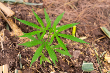 plant of cannabis in the garden