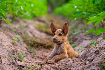 Little brown puppy at garden